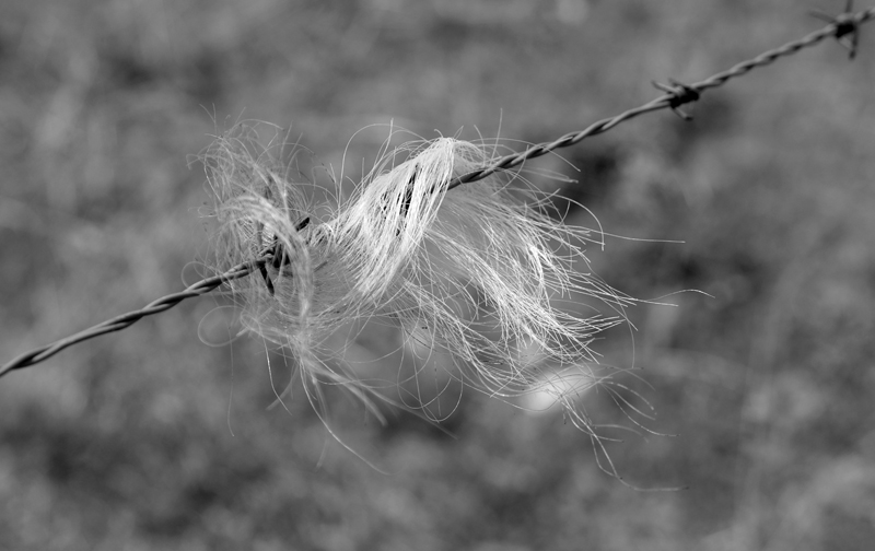 2017-08-27_133816 trentino-suedtirol-2017.jpg - Passo Brocon